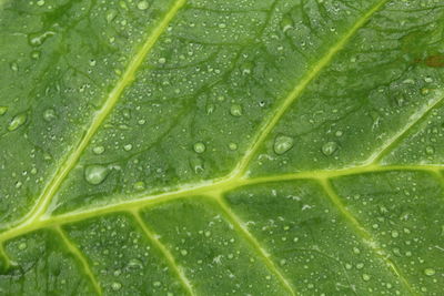 Close-up of water drops on leaf