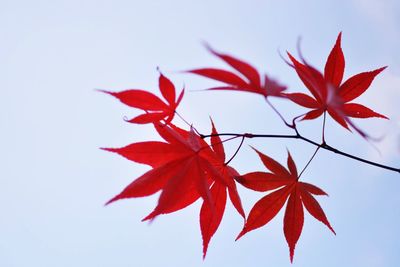 Low angle view of maple leaves