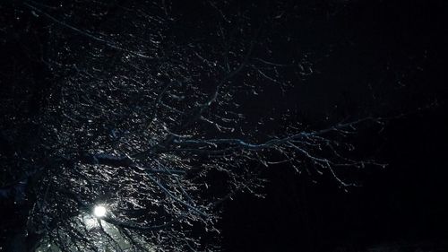 Low angle view of bare trees at night