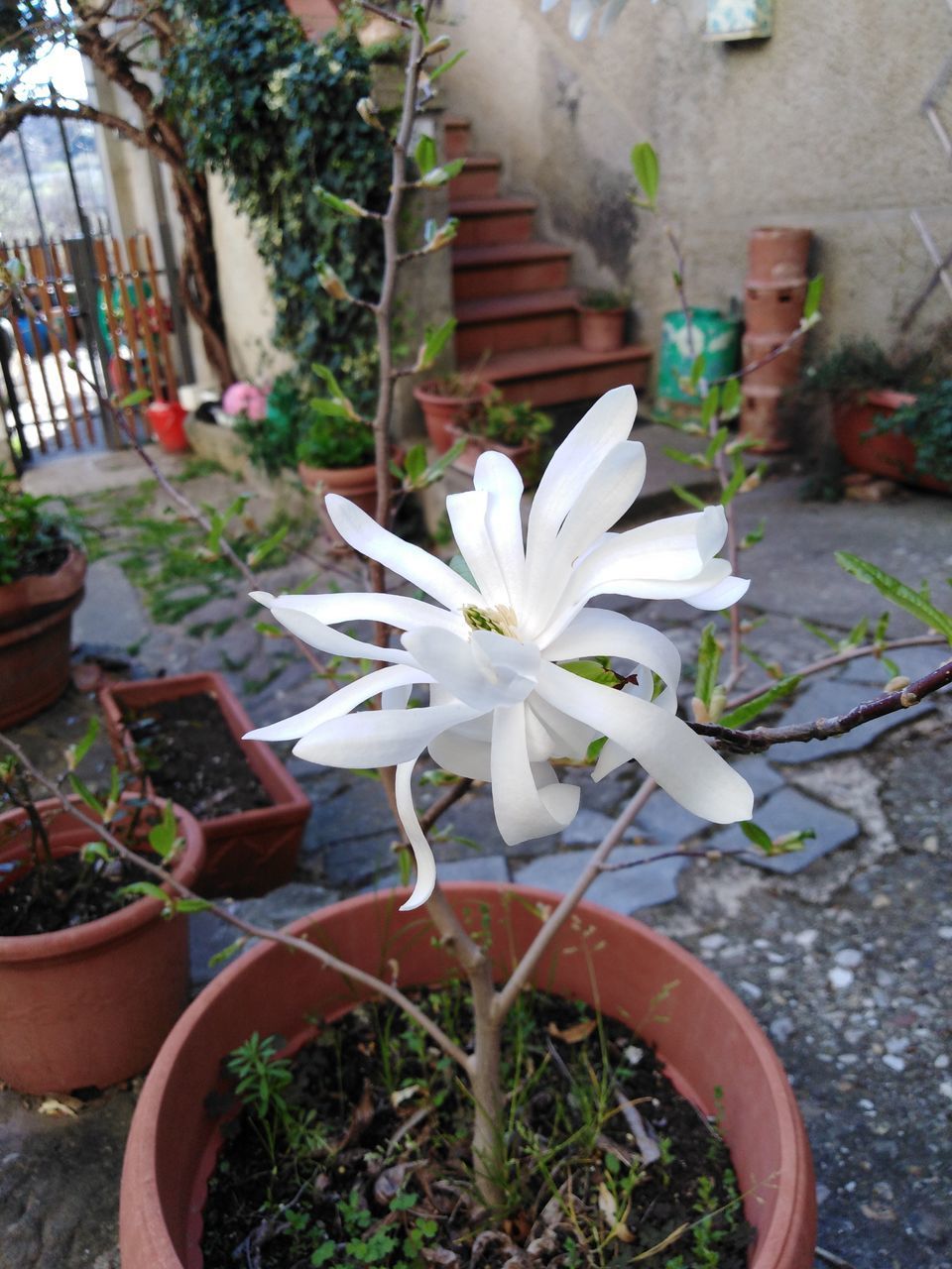 CLOSE-UP OF WHITE POTTED PLANT