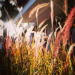 Close-up of plants growing in field