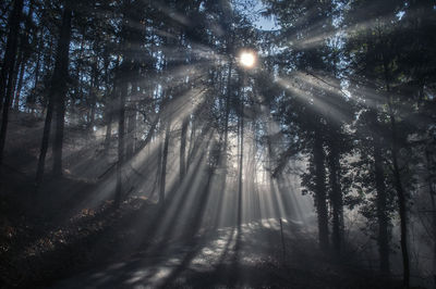Low angle view of sunlight streaming through trees in forest