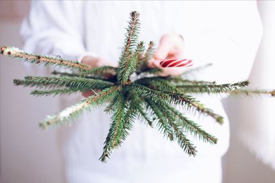 Close-up of woman holding candy cane and pine needles