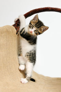 Portrait of kitten by burlap against white background