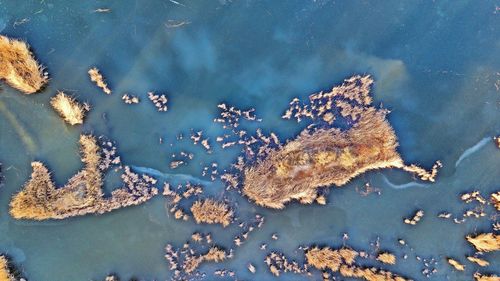 High angle view of leaf floating on water