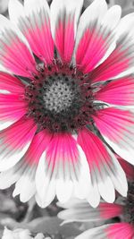 Macro shot of pink flowers