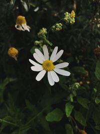 Close-up of white daisy flower