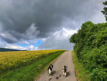 Scenic view of green landscape against sky