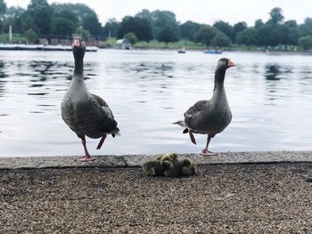 Ducks at lakeshore