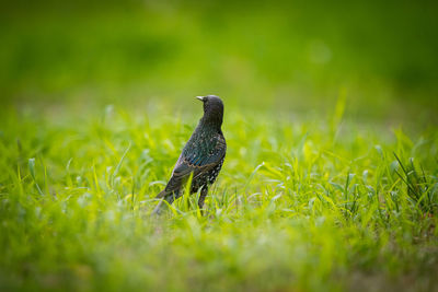 Bird perching on a field