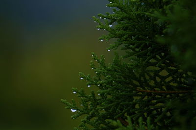 Close-up of water drops on tree against sky