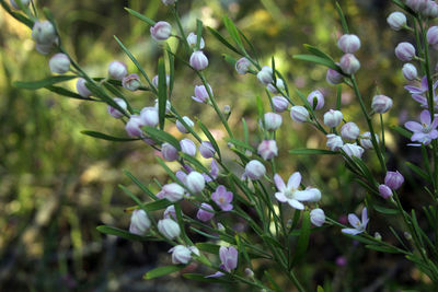 Close-up of purple flowering plant