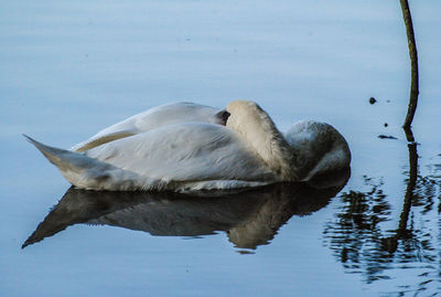 Swan swimming in lake