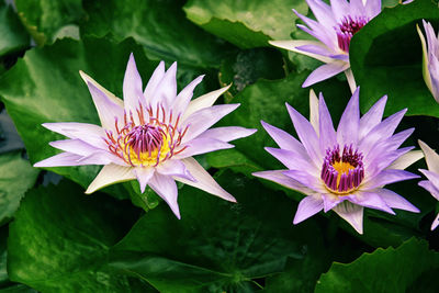 High angle view of purple water lilies blooming amidst leaves