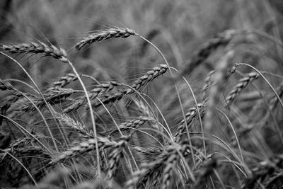 Close-up of wheat growing on field