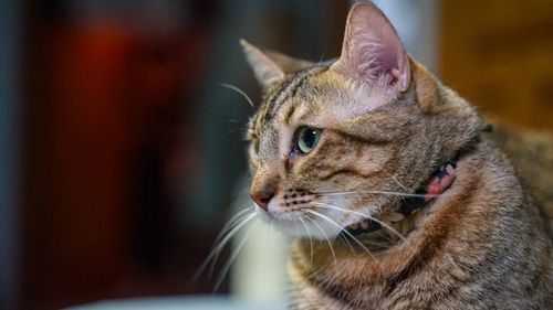 Close-up of a cat looking away