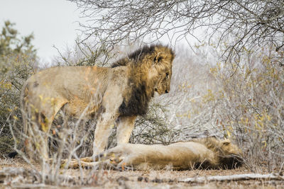 Lions resting in forest