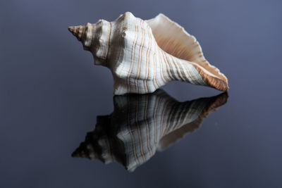 An amazing reflection of a horse conch seashell on a black acrylic board.