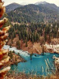 Scenic view of lake in forest