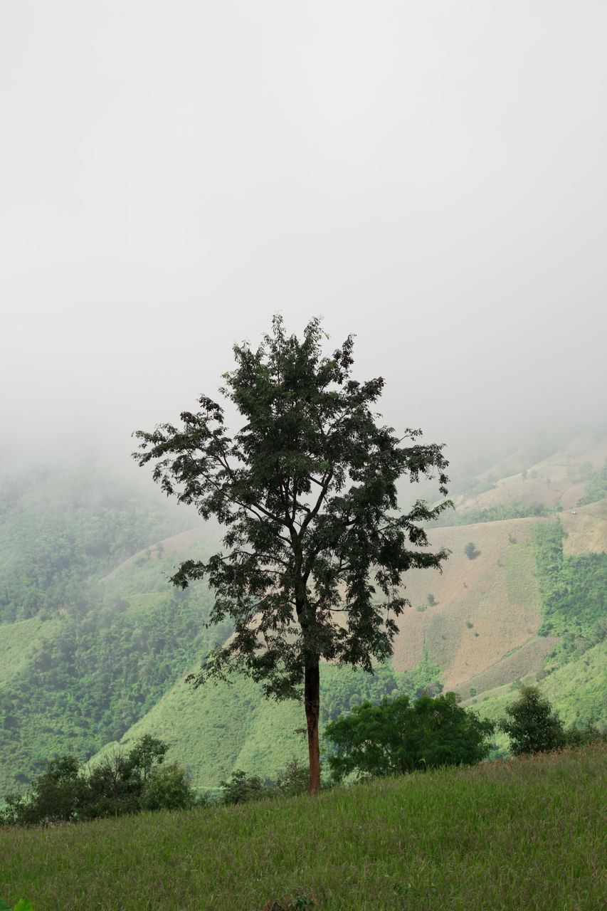 TREE IN FOG