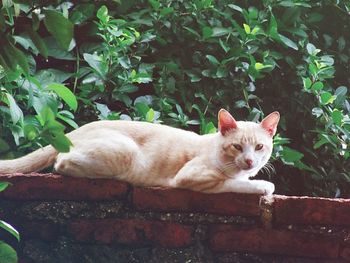 Portrait of cat