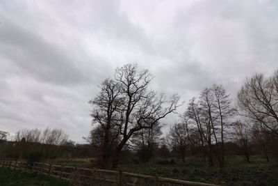 Bare trees on landscape against sky