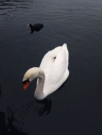Swans swimming in lake