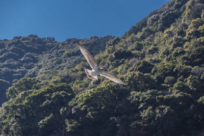 Bird flying over mountain against clear sky