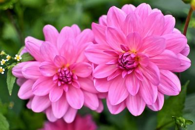 Close-up of pink dahlia