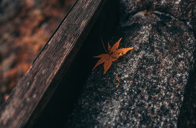 Close-up of maple leaves on tree trunk