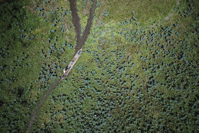 High angle view of trees growing on field