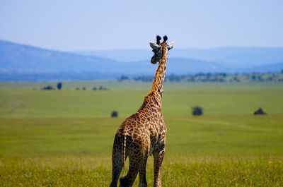 View of giraffe on land