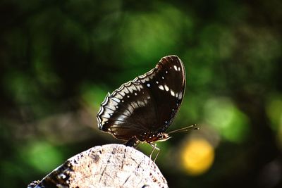 Close-up of butterfly perching on leaf