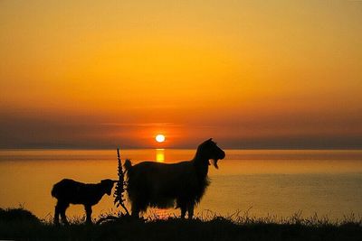 Scenic view of sea at sunset