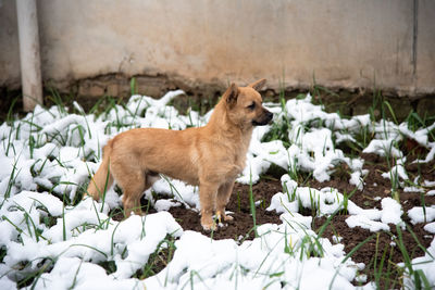 White dog on snow covered field