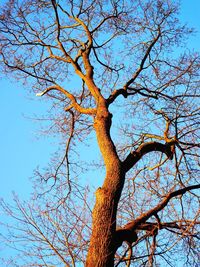 Low angle view of tree against clear sky