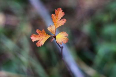 Close-up of maple leaves on plant