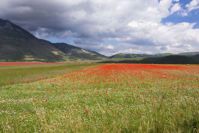 Scenic view of grassy field against cloudy sky