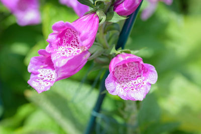 Close-up of pink flowering plant