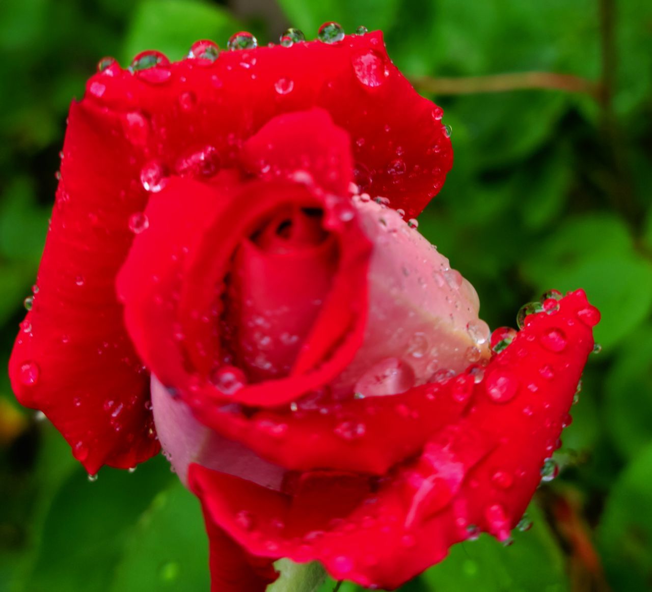 CLOSE-UP OF WET RED ROSE FLOWER