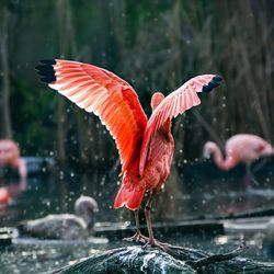 Bird flying over a lake