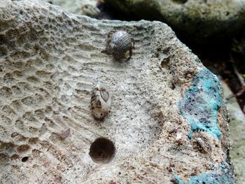 High angle view of insect on sand at beach