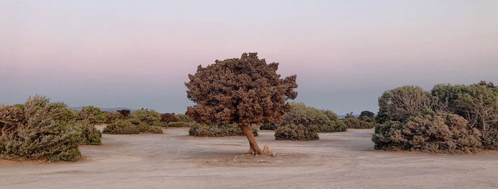 Elafonisi, crete tree at sunset