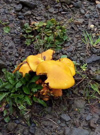 Close-up of yellow mushroom growing on field