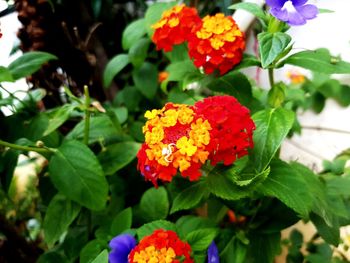 Close-up of flowering plants