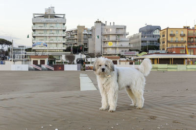 Dog in a city