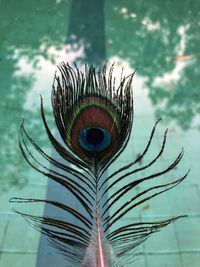 Close-up of peacock feather