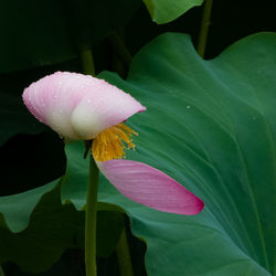 Close-up of pink lotus water lily