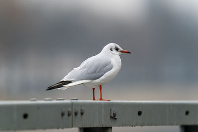 Close-up of seagull perching on railing