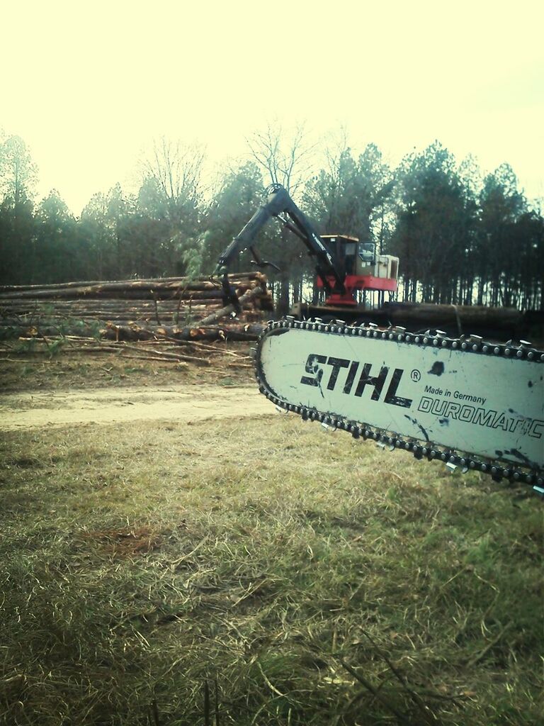 Logging woods